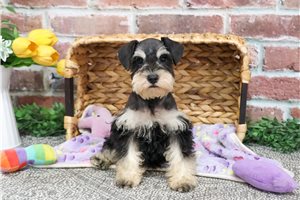 Hattie - puppy for sale