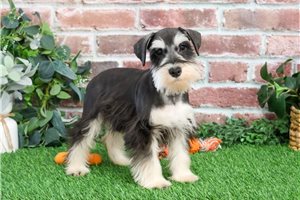 Mateo - puppy for sale
