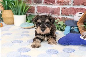Lex - puppy for sale