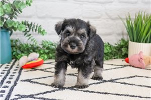 Honey - Schnauzer, Miniature for sale