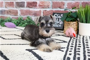 Adda - Schnauzer, Miniature for sale