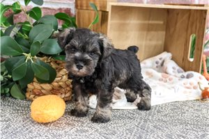 Sylvester - Schnauzer, Miniature for sale