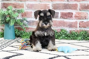 Nathan - Schnauzer, Miniature for sale