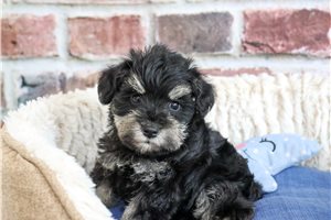 Warner - puppy for sale