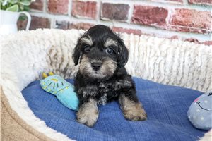 Watson - Schnauzer, Miniature for sale