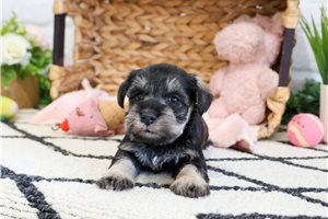 Naomi - Schnauzer, Miniature for sale