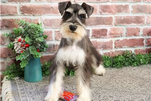 Macey - Schnauzer, Miniature for sale