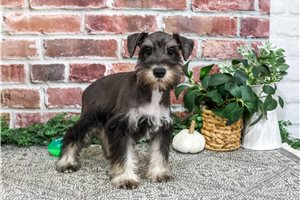 Jarvis - Miniature Schnauzer for sale