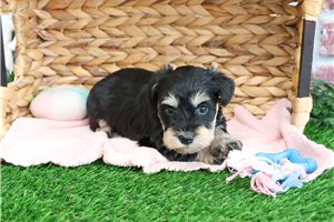 Brianna - puppy for sale