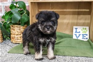 Jack - puppy for sale