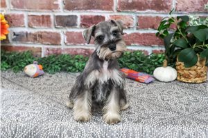 Jade - Miniature Schnauzer for sale