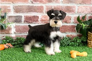 Arnie - Schnauzer, Miniature for sale