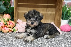 Jillian - puppy for sale