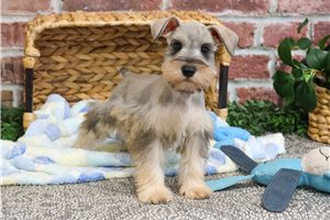 Tuxx - Schnauzer, Miniature for sale