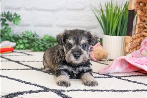 Adda - puppy for sale