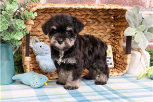 Pooh - Miniature Schnauzer for sale