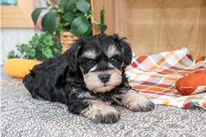 Heath - Miniature Schnauzer for sale