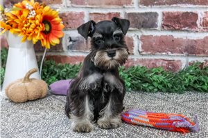 Joanna - Miniature Schnauzer for sale