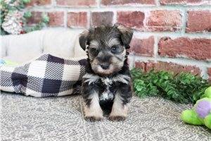 Julian - Schnauzer, Miniature for sale
