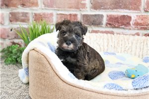 Kayden - Schnauzer, Miniature for sale
