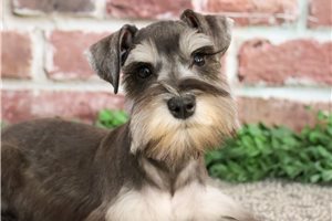 Demi - Schnauzer, Miniature for sale