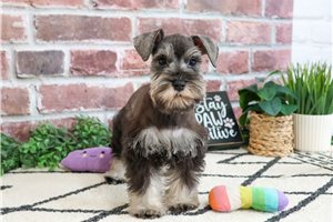 Eloisa - Schnauzer, Miniature for sale