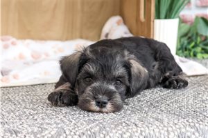 Solomon - Schnauzer, Miniature for sale