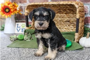 Reece - puppy for sale