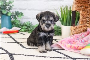 Eloisa - puppy for sale