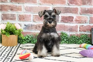 Honey - Schnauzer, Miniature for sale