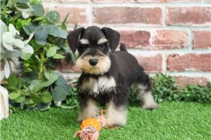 Arlo - Schnauzer, Miniature for sale