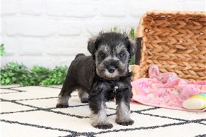 Nova - Schnauzer, Miniature for sale