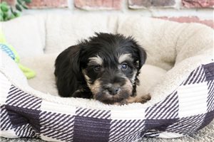 James - puppy for sale