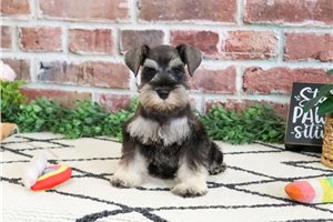 Naomi - Schnauzer, Miniature for sale