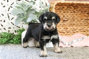 Amor - puppy for sale