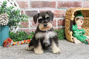 Ines - puppy for sale