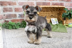 Julian - Schnauzer, Miniature for sale