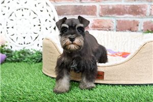 Joy - Schnauzer, Miniature for sale