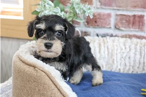 Wendell - puppy for sale