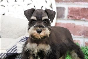 Jerry - Schnauzer, Miniature for sale