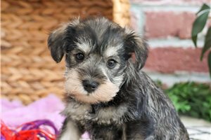 Aspen - puppy for sale