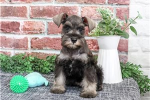 Solomon - Miniature Schnauzer for sale
