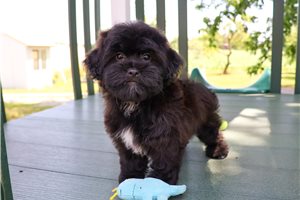 Edward - Shih-Poo - Shihpoo for sale