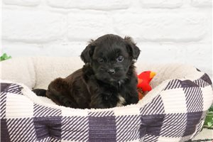 Edward - puppy for sale