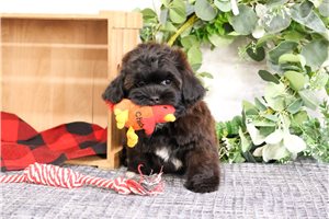 David - puppy for sale