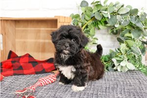 Quinn - puppy for sale