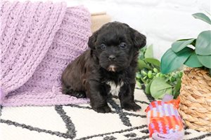 Quinn - puppy for sale