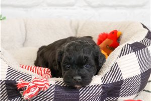 Bruce - Shih-Poo - Shihpoo for sale