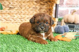 Morgan - puppy for sale