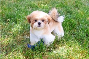 Kevin - puppy for sale